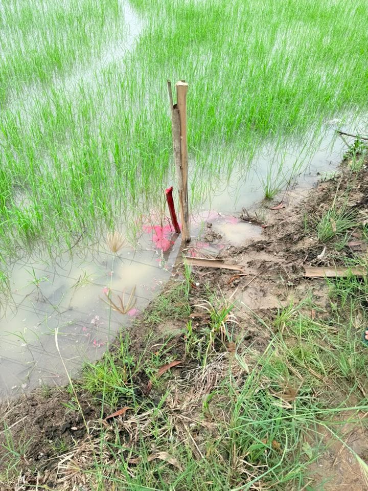 Đất nền Tân Túc, Bình Chánh 1000m² giá 3 tỷ - Cơ hội đầu tư tuyệt vời!