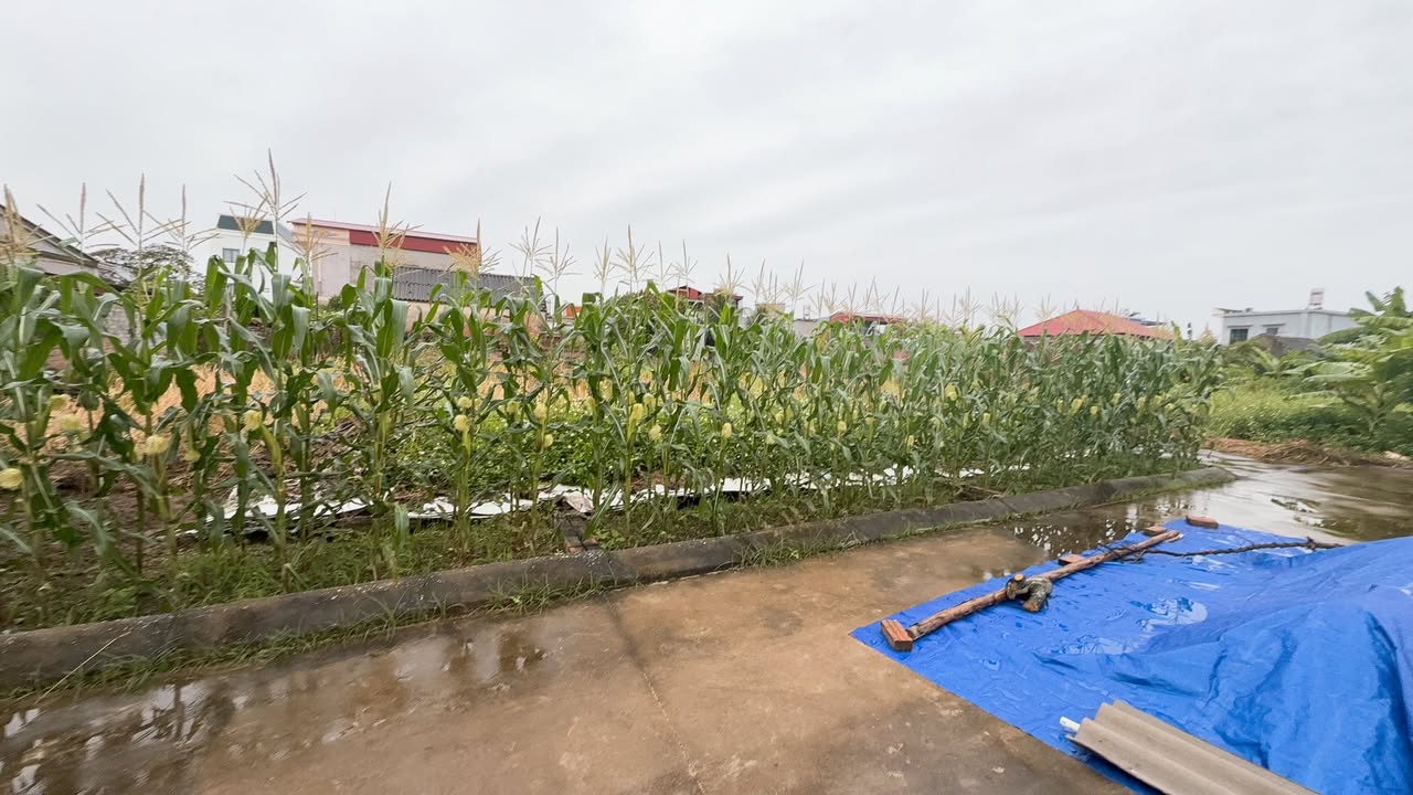 Đất nền Quang Trung, An Lão, Hải Phòng 111m² giá 900 triệu - Lô đẹp, phong thủy tốt!