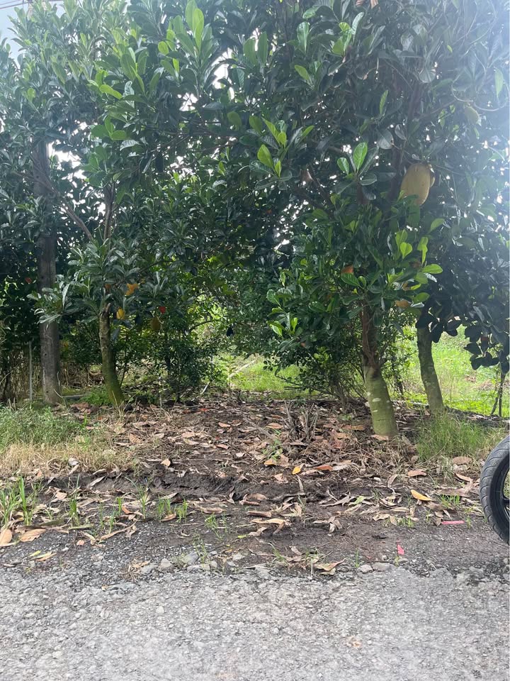 Đất vườn 987,2m² xã Mỹ Hiệp, Đồng Tháp - Giá chỉ 760 triệu, thương lượng!