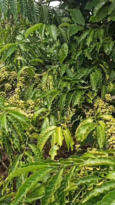 Đất Farm 1,7ha Đắk Wer giá 1,7 tỷ - Đầu tư sinh lời ngay!