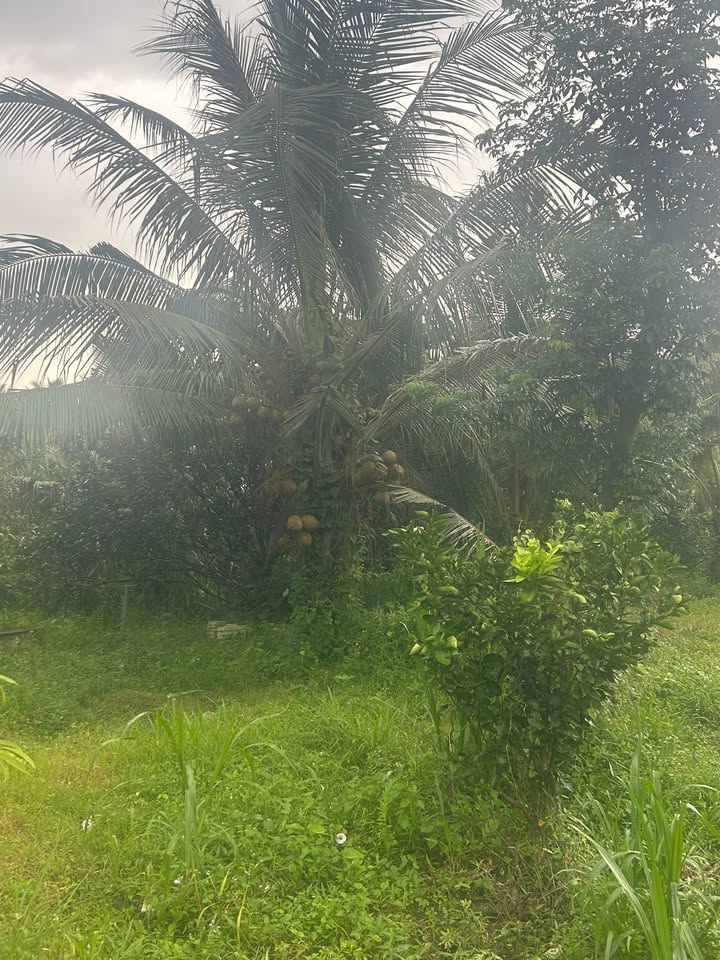 Đất nền 2500m² Tân Thanh Tây, Mỏ Cày Bắc - Giá 650 triệu, cơ hội đầu tư tốt!