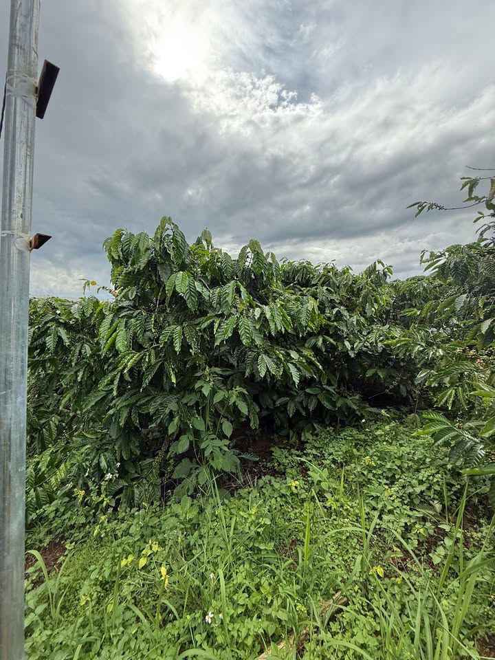 Đất Tân Văn 8000m² giá 4 tỷ - Đường nhựa 200m, ao tưới điện 3 pha