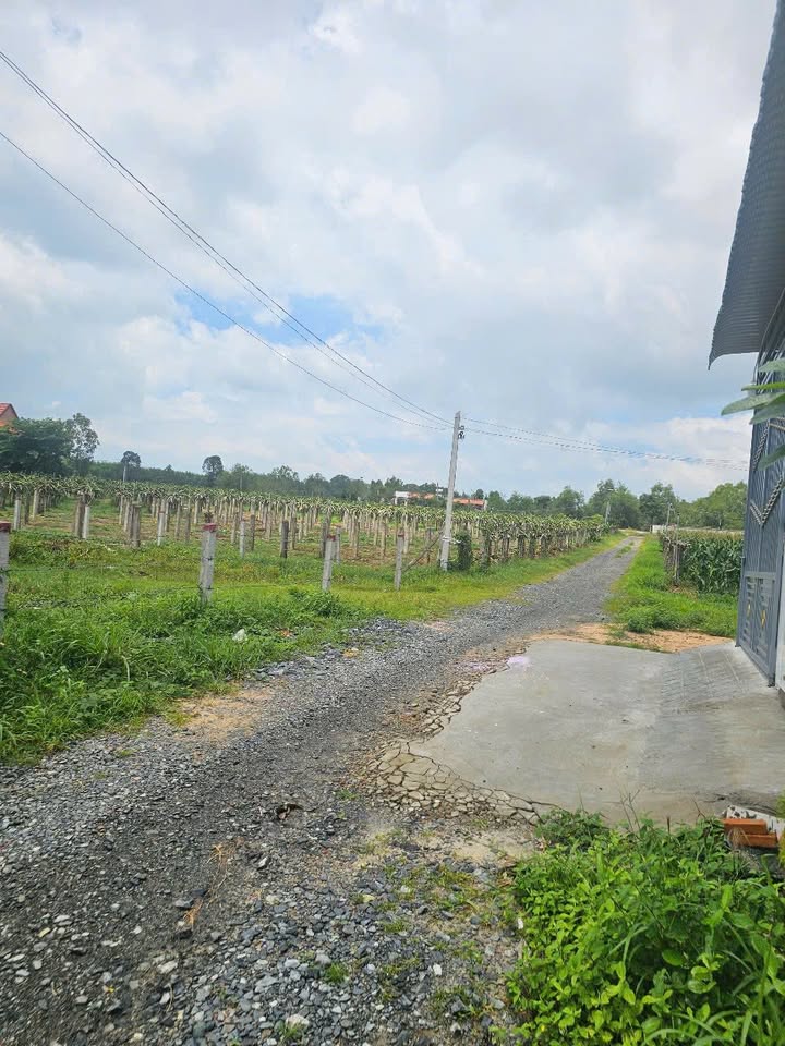 Đất vườn Hoàng Diệu, La Gi 1000m² giá 2.3 tỷ - Thiên đường sống lý tưởng!