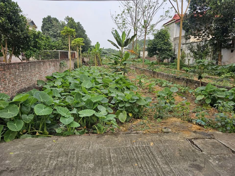 Đất thổ cư 175m² tại Tân Xã, Thạch Thất - Giá thỏa thuận, vị trí đẹp!