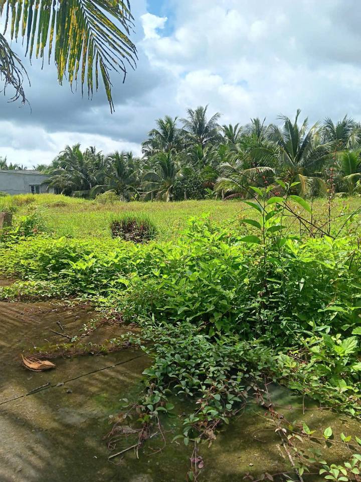 Đất nền Phú An Hòa, Châu Thành 78.6m² giá 299 triệu - Cơ hội đầu tư tuyệt vời!