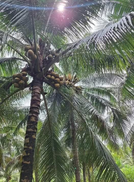 Đất vườn Châu Bình Giồng Trôm 1900m² giá 870 triệu - Đầu tư sinh lời tuyệt vời!