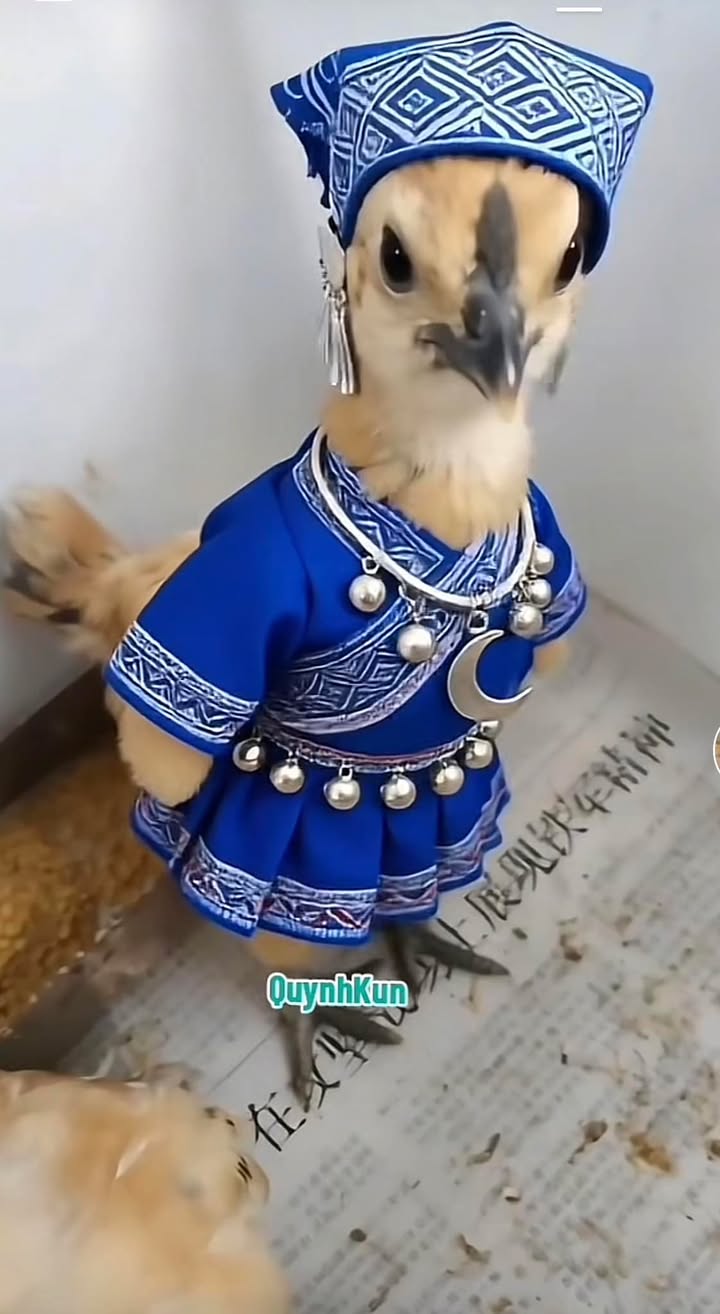 Nhà 3 Tầng Mỹ Đa Tây 9, Đà Nẵng 100m² giá 12.9 tỷ - Cơ hội đầu tư tuyệt vời!