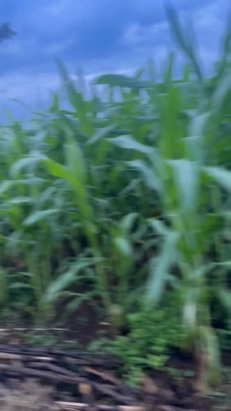 Đất thổ cư Ea Phê, Krông Pắc 525m² giá 650 triệu - Cơ hội đầu tư hiếm có!