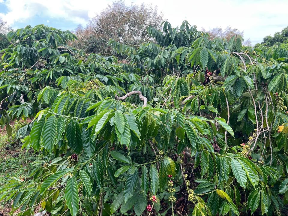 Đất mặt tiền Phú Xuân, Krông Năng 2900m² giá 580 triệu - Đầu tư sinh lời ngay!