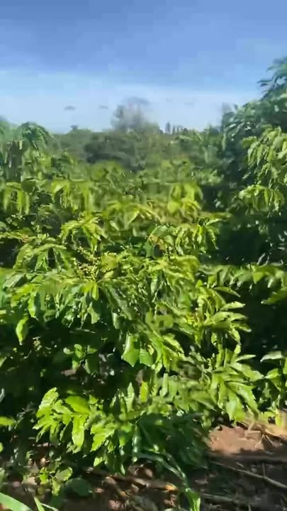 Đất mặt tiền Phú Xuân, Krông Năng 2,9 sào chỉ 500 triệu - Cơ hội đầu tư hấp dẫn!