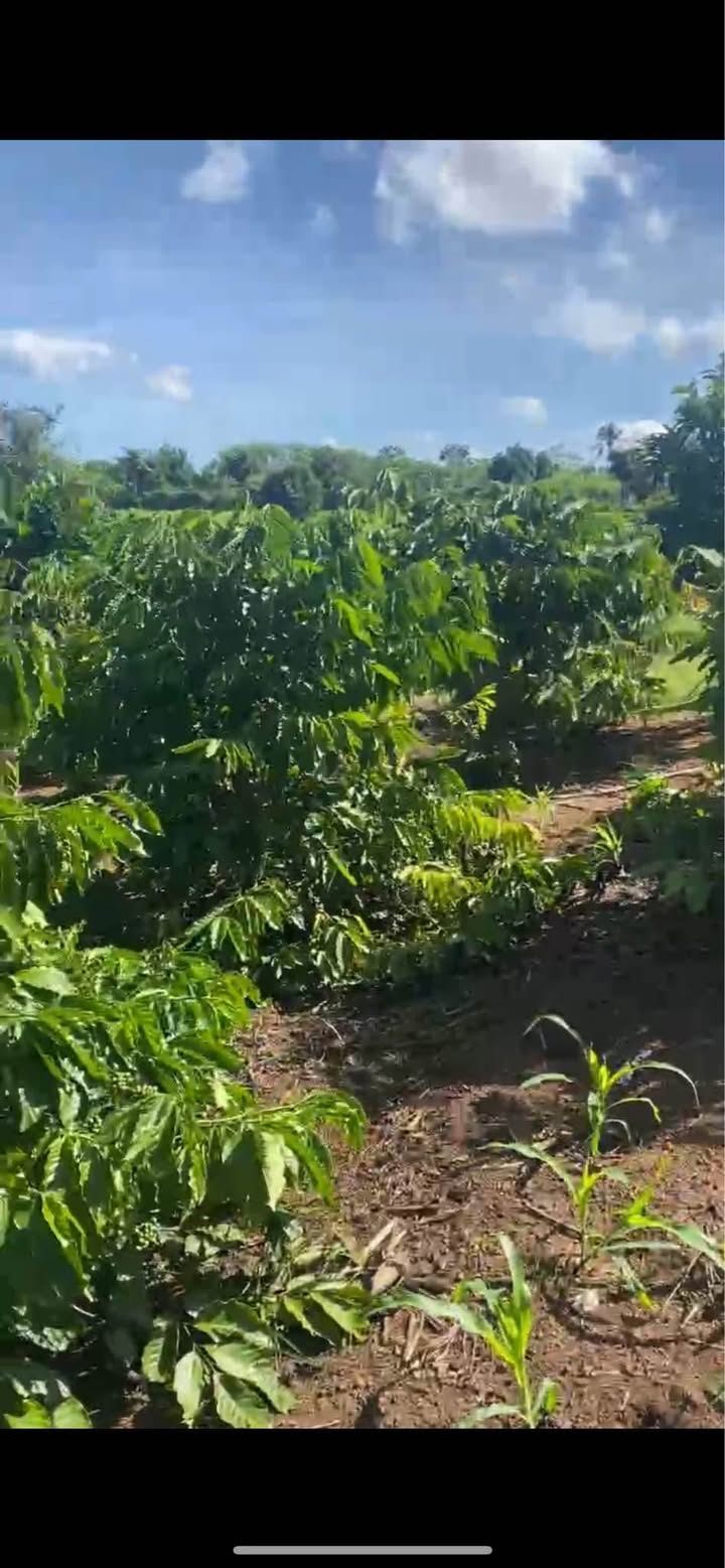 Đất mặt tiền đường Phú Xuân, Krông Năng 1044m² giá chỉ 550 triệu - Cơ hội đầu tư tốt!