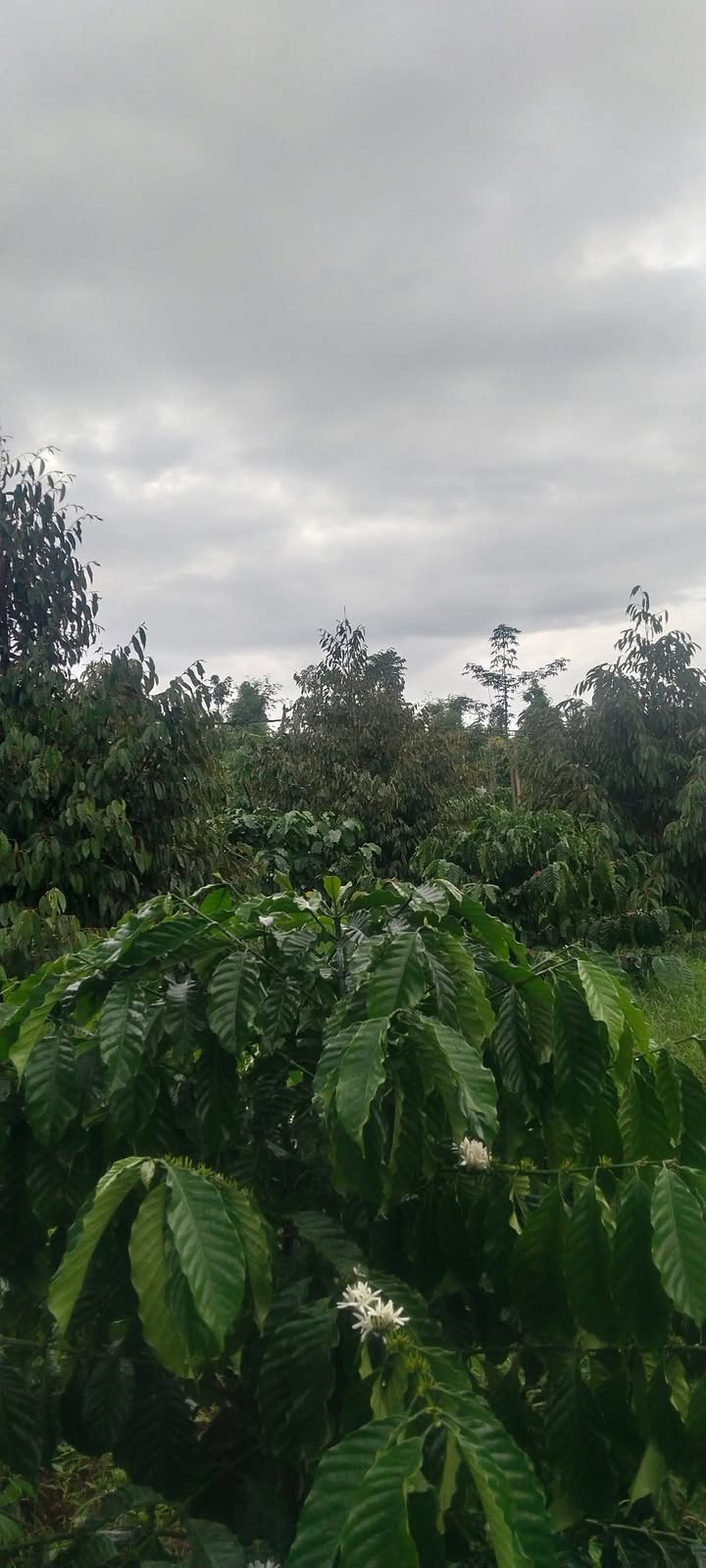 Đất 3 sào tại Phú Xuân, Krông Năng 1.3 tỷ - Đầu tư sinh lời ngay!