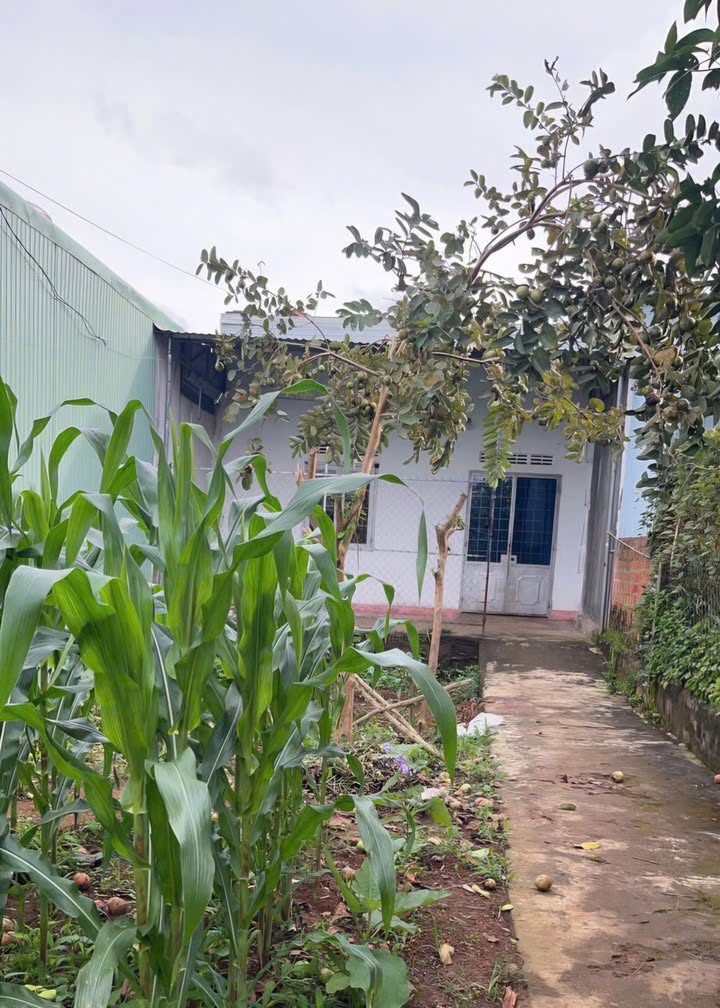 Đất thổ cư 150m² tại Thắng Lợi, Pleiku - Giá chỉ 9xx triệu!