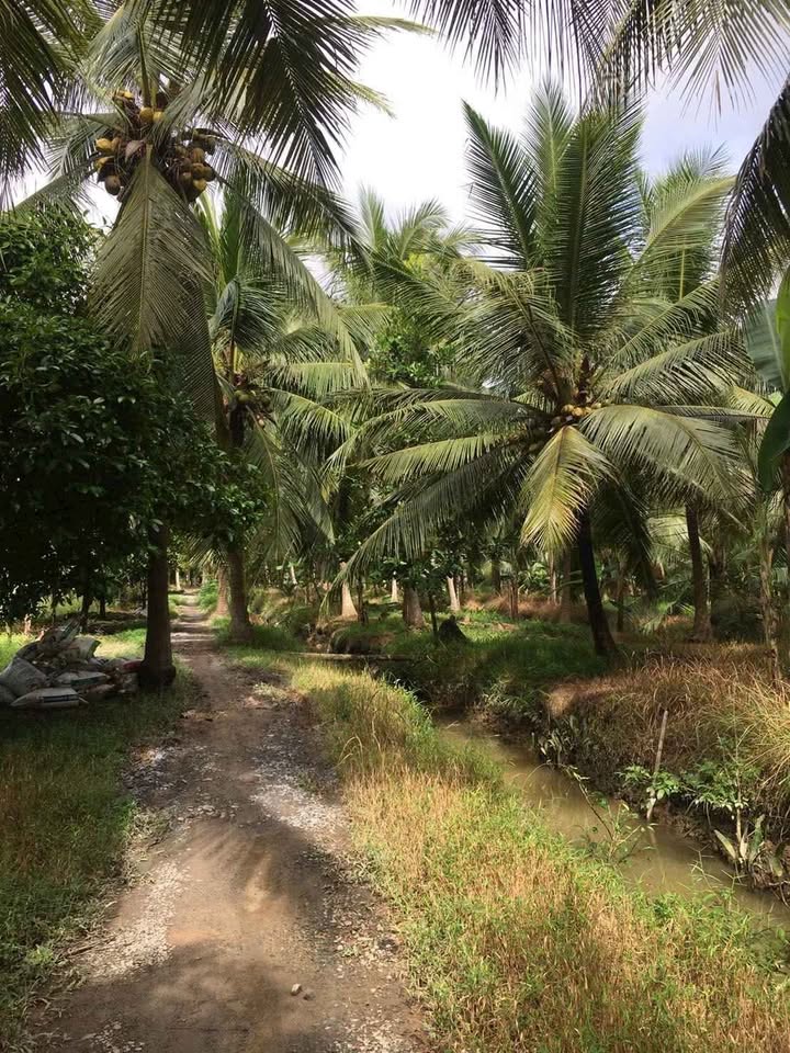 Đất vườn dừa 14.129m² Phú Túc chỉ 5.68 tỷ - Cần bán gấp!