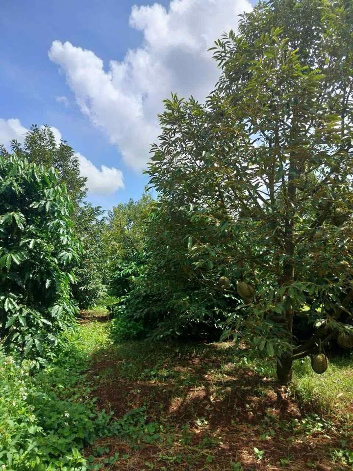 Đất nông nghiệp Kon Chiêng, 2.2ha giá 4 tỷ - Đầu tư sinh lời ngay!