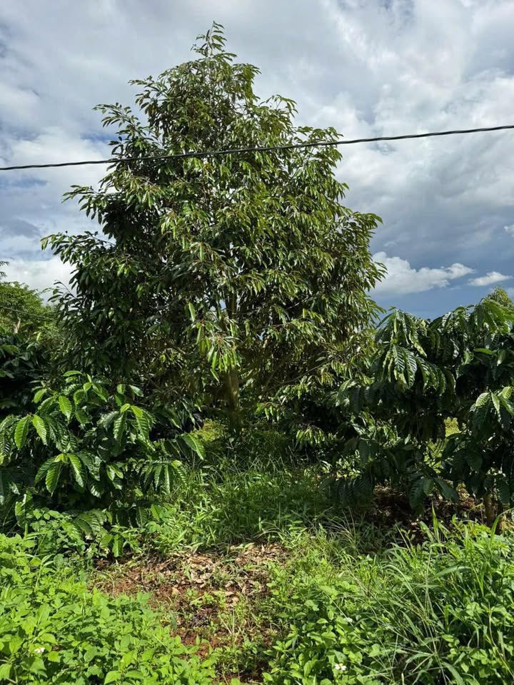 Lô đất 9360m² tại Phú Xuân, Buôn Hồ - Giá chỉ 1,2 tỷ, cơ hội đầu tư tốt!