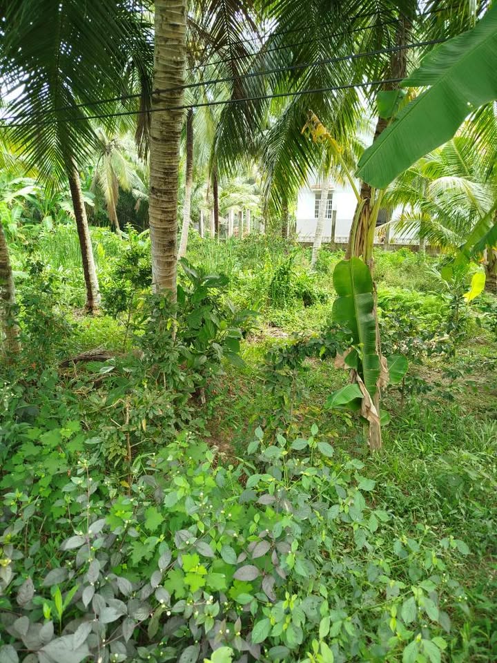 Đất nền mặt tiền đường Nguyễn Đáng, Trà Vinh 399m² chỉ 675 triệu - Đầu tư sinh lời!