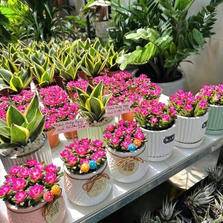 Nhà bán tại Quảng Cư, Sầm Sơn 130m² chỉ 2 tỷ - Hướng Đông, vị trí đắc địa!