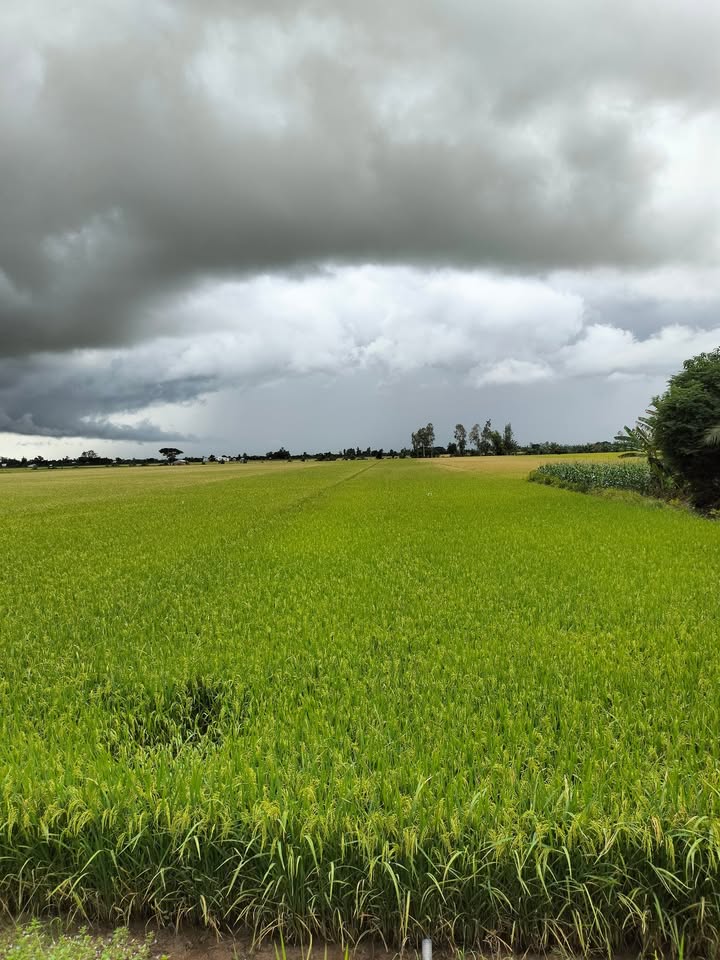 Đất ruộng mặt tiền tại xã Cần Đăng, An Giang 36.000m² - Cơ hội đầu tư hấp dẫn!