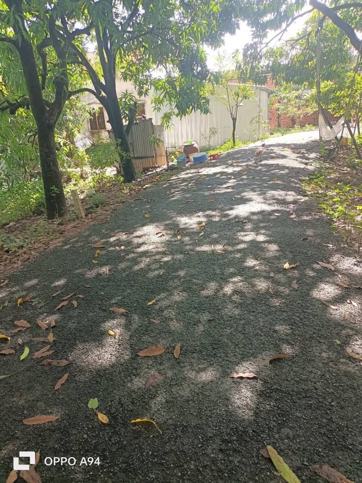 Đất trồng xoài 650m² tại Mỹ Xương, Cao Lãnh - Giá chỉ 800 triệu!