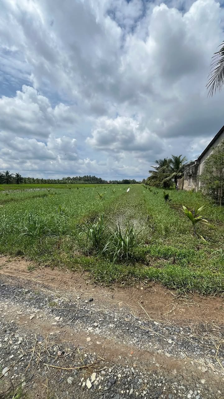 Đất ruộng An Phú Trung, Ba Tri 6339m² giá 768 triệu - Tiềm năng đầu tư lớn!