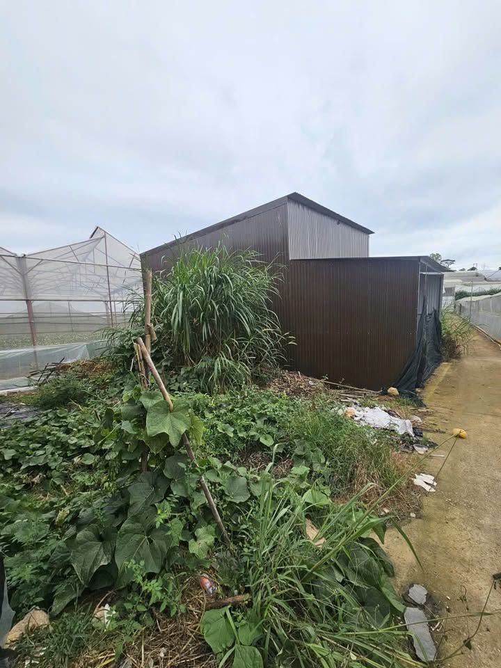 Đất nền Đà Lạt 67m² giá 620 triệu - Mặt tiền rộng, ô tô vào tận nơi!