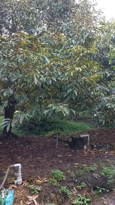 Đất vườn sầu riêng 4,5 công tại Cái Bè, Tiền Giang - Chỉ 2,7 tỷ!