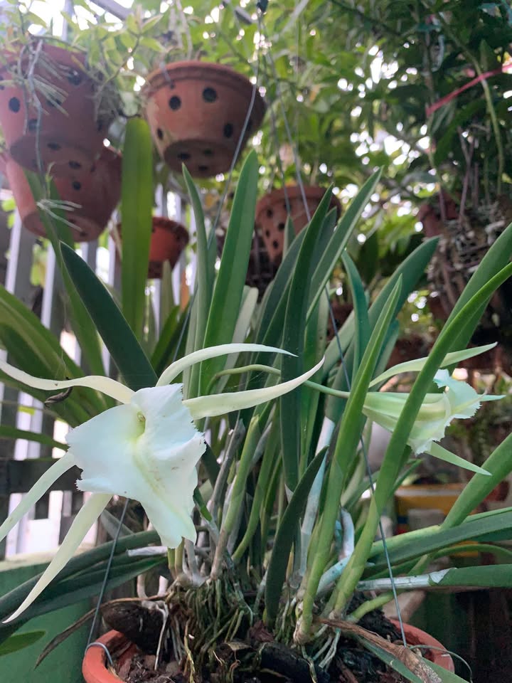 Đất nền đường Mai Thị Võng, phường Tây Nha Trang, 80.7m² giá 1.55 tỷ - Đầu tư sinh lời!