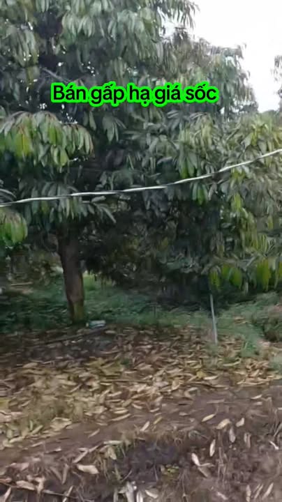 Farm Vườn Sầu Riêng Thái 4500m² tại Hòa Khánh, giá 2.7 tỷ - Cơ hội đầu tư hấp dẫn!