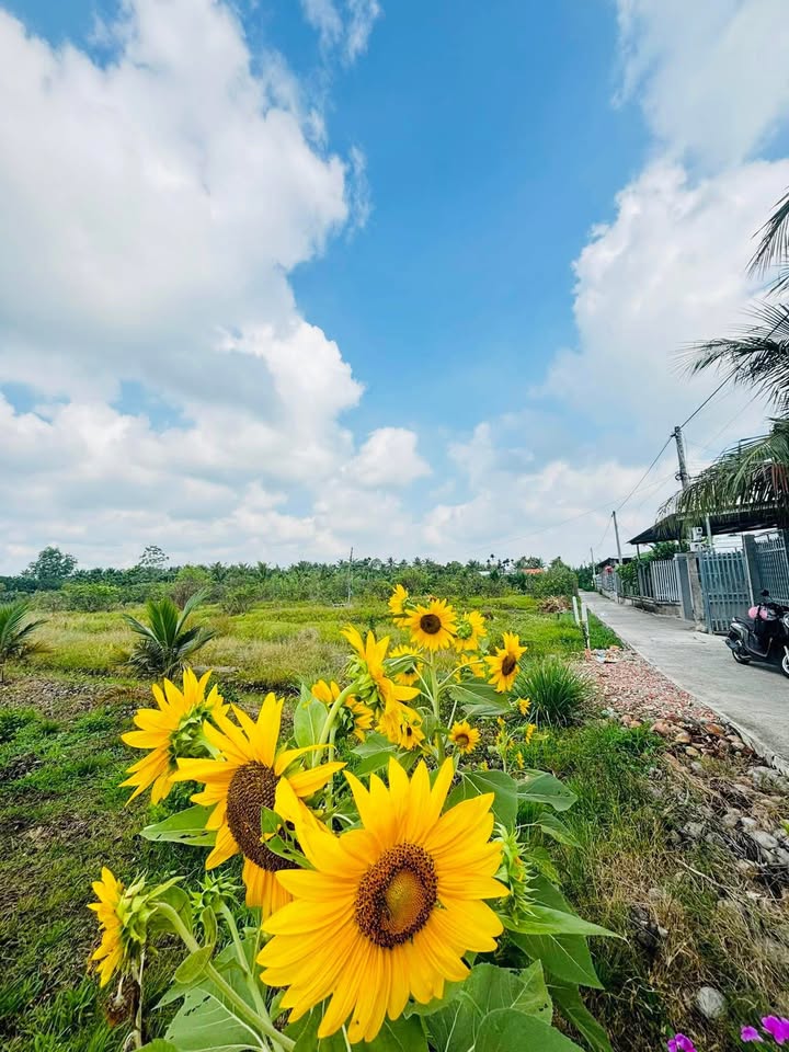 Đất nền Mỹ Phong 790m² giá chỉ 1.25 tỷ - Vị trí đắc địa gần cầu Chà Sáu!