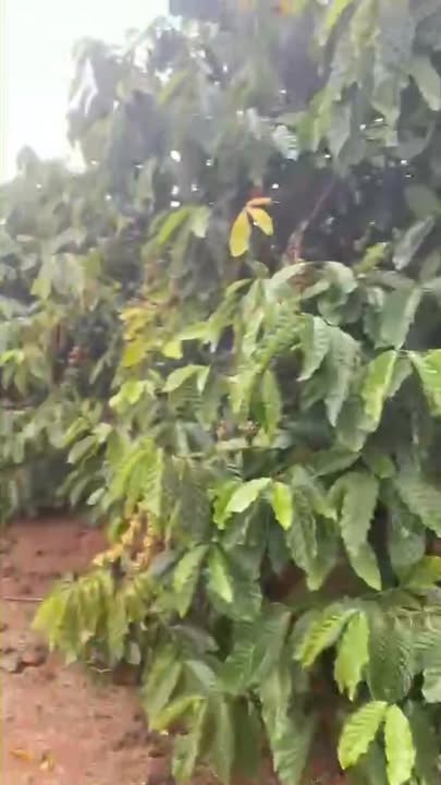 Đất Cư Mốt, Ea H'leo 22,000m² giá 3.1 tỷ - Đầu tư sinh lời ngay!