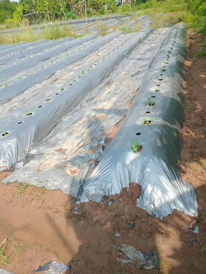 Đất mặt tiền ấp Pháo Đài, xã Tân Phú Đông 910m² giá 1.1 tỷ - Đầu tư sinh lời tuyệt vời!