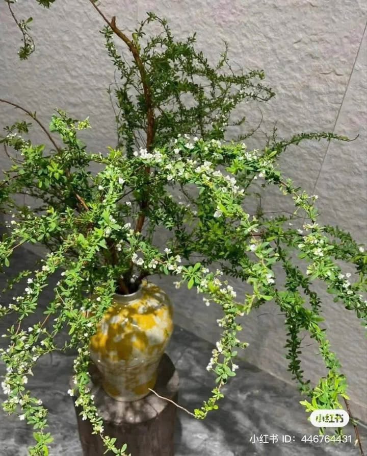 Đất thổ cư phường Quang Trung 138.3m² giá 3 tỷ - Mặt tiền gần 10m, nở hậu!