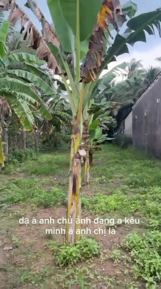 Đất nền mặt tiền Quốc Lộ 60 Tân Hòa 345m² giá 1.25 tỷ - Cơ hội đầu tư hấp dẫn!