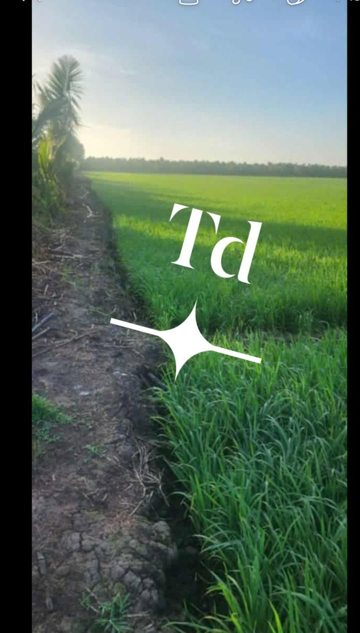 Đất nền mặt tiền 70m tại thị trấn Mỹ An, 9000m² giá 3.8 tỷ - Cơ hội đầu tư hấp dẫn!