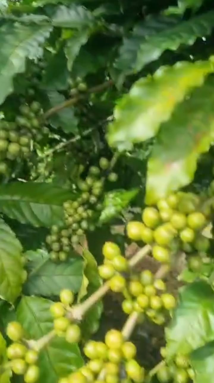 Đất nền 1,5 ha xã Ia Pếch huyện Ia Grai giá 3 tỷ - Đầu tư sinh lời ngay!