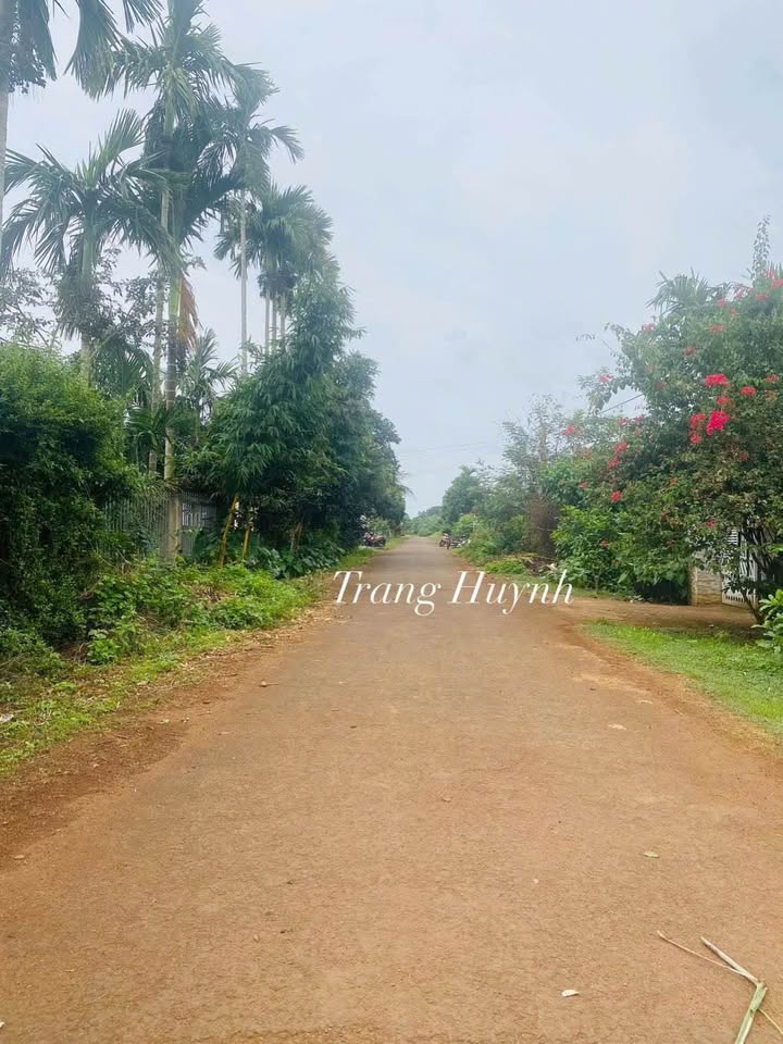 Đất thổ cư Hẻm 205 Nguyễn Thái Bình, Tân Lập 100m² giá 995 triệu - Vị trí đẹp, pháp lý rõ ràng!