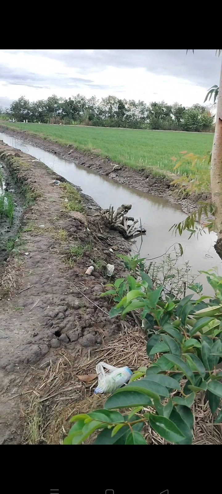 Đất nông nghiệp 7000m² xã Mỹ Quý - Giá chỉ 1.7 tỷ, cơ hội đầu tư tuyệt vời!