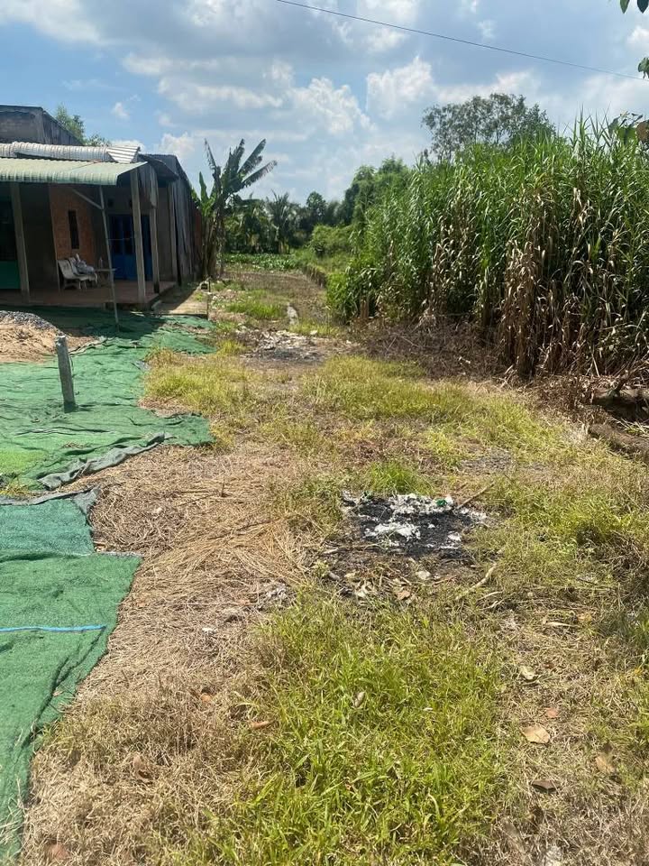 Đất nền đường tỉnh lộ DT 805, xã Mỹ Hiệp, 184m² - Sổ hồng riêng, giá chỉ 520 triệu!