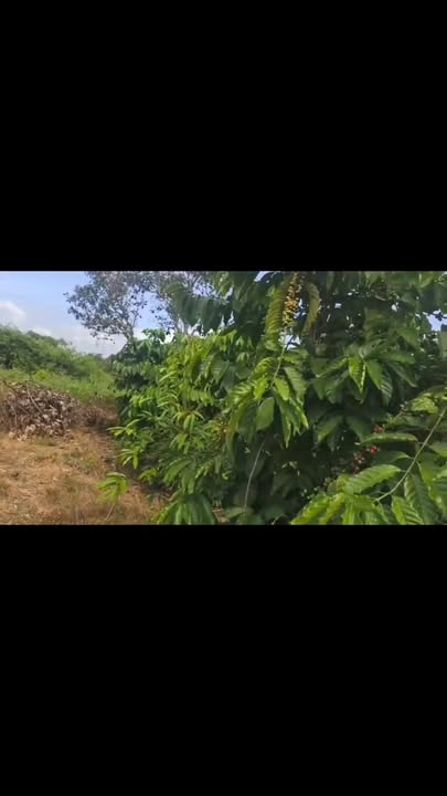 Vườn cà phê 1,7ha xã Ia Púch giá chỉ 1,4 tỷ - Đầu tư sinh lời ngay!