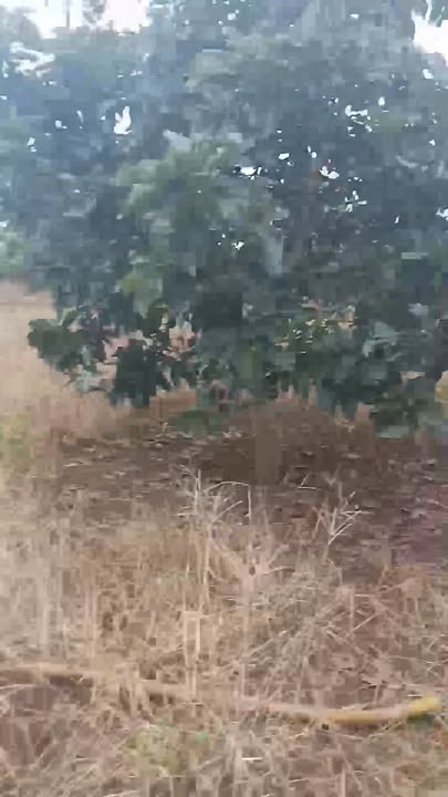 Đất thổ cư tại Kông Htok, Chư Sê 5400m² giá chỉ 270 triệu - Cơ hội đầu tư tuyệt vời!