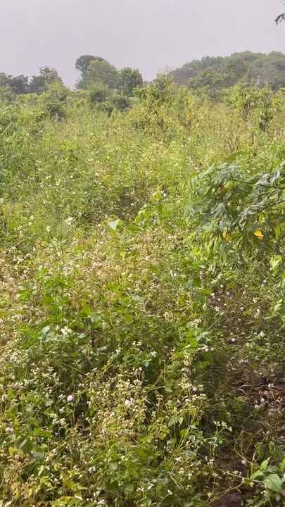 Đất rẫy 1ha tại Thăng Hưng, Chư Prông giá 2.3 tỷ - Đầu tư sinh lời ngay!