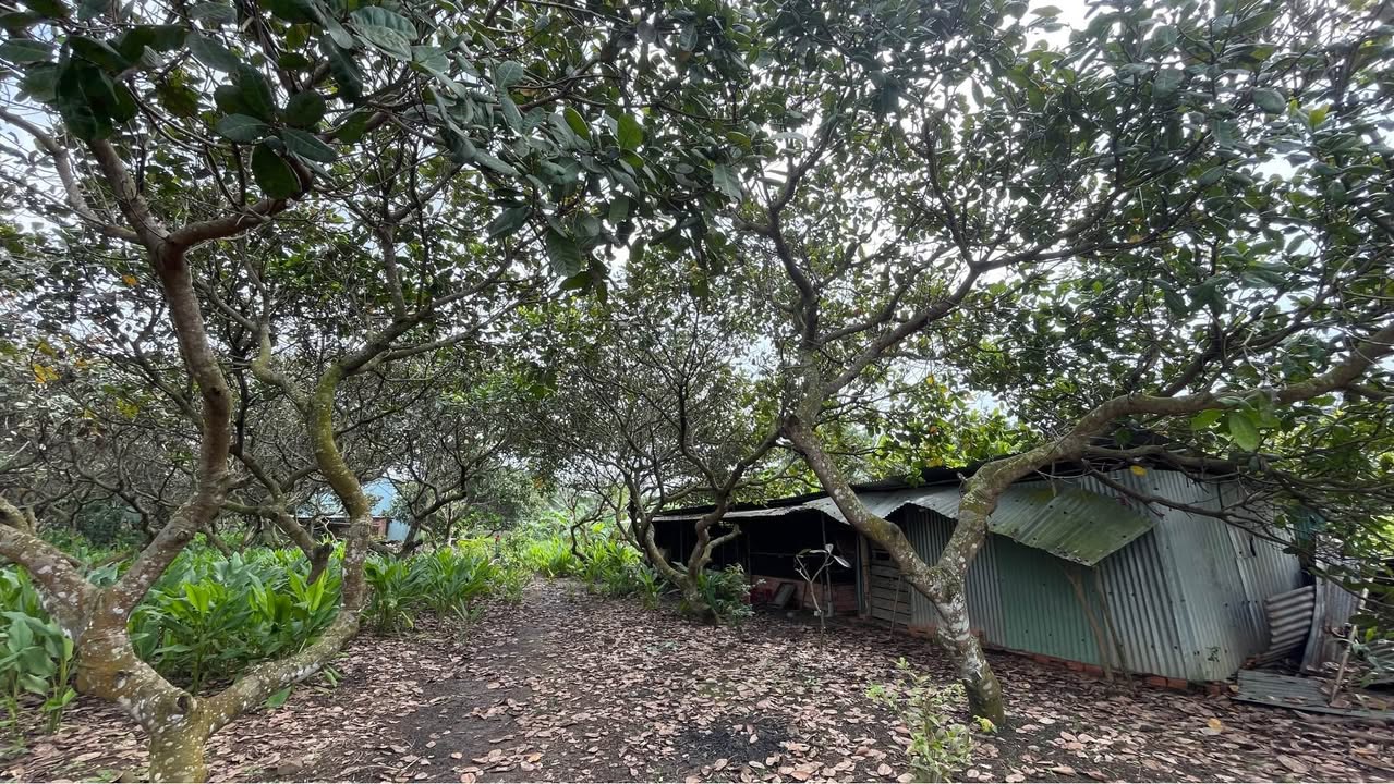 Bán nhà vườn tại Hưng Thịnh, Đồng Nai 5675m² - Pháp lý rõ ràng, giá tốt!