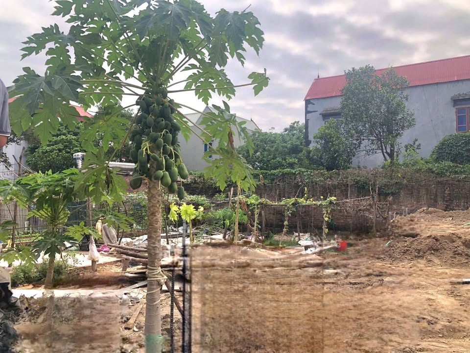 Đất thổ cư 76m² Hương Đình, Sóc Sơn chỉ 3.1 tỷ - Đầu tư sinh lời ngay!