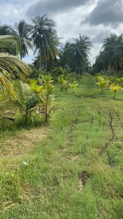 Đất nền Giồng Trôm 2680m² giá 5.5 tỷ - Đầu tư kinh doanh sinh lời!