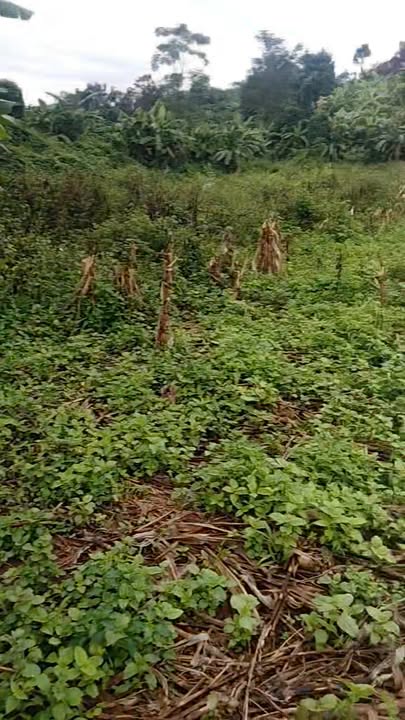 Bán rẫy đất trống 35.000m² tại xã Dun, Chư Sê - Đường bê tông thuận tiện