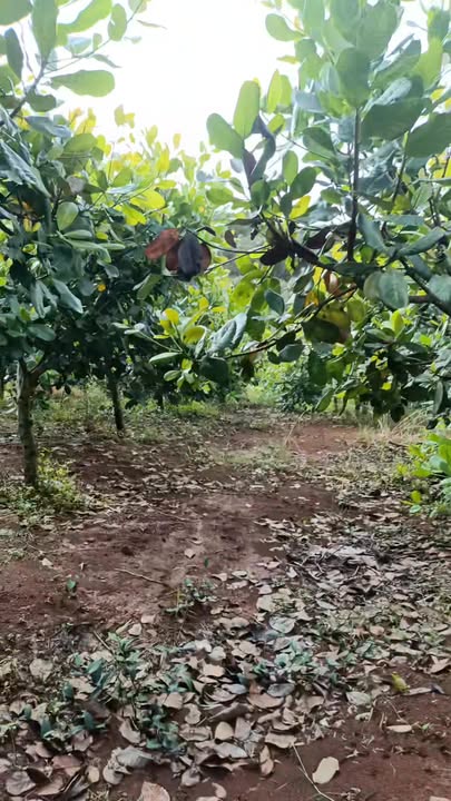 Đất nông nghiệp 6 sào tại xã Đường 10, huyện Bù Đăng - Giá 450 triệu, còn thương lượng!