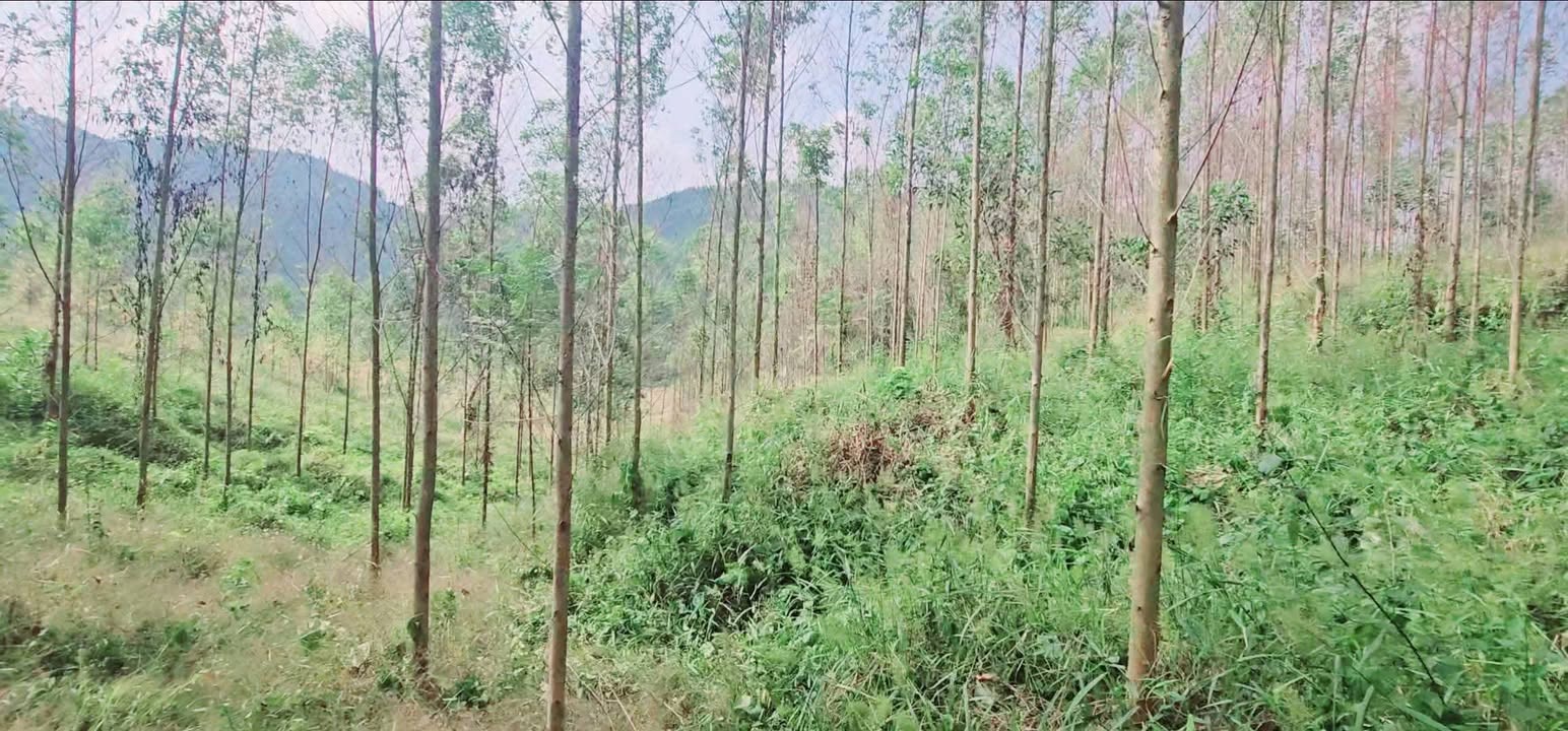 Farm đất vườn 1ha tại Đồng Tiến, Yên Thế - Bán gấp chỉ 2 tỷ!