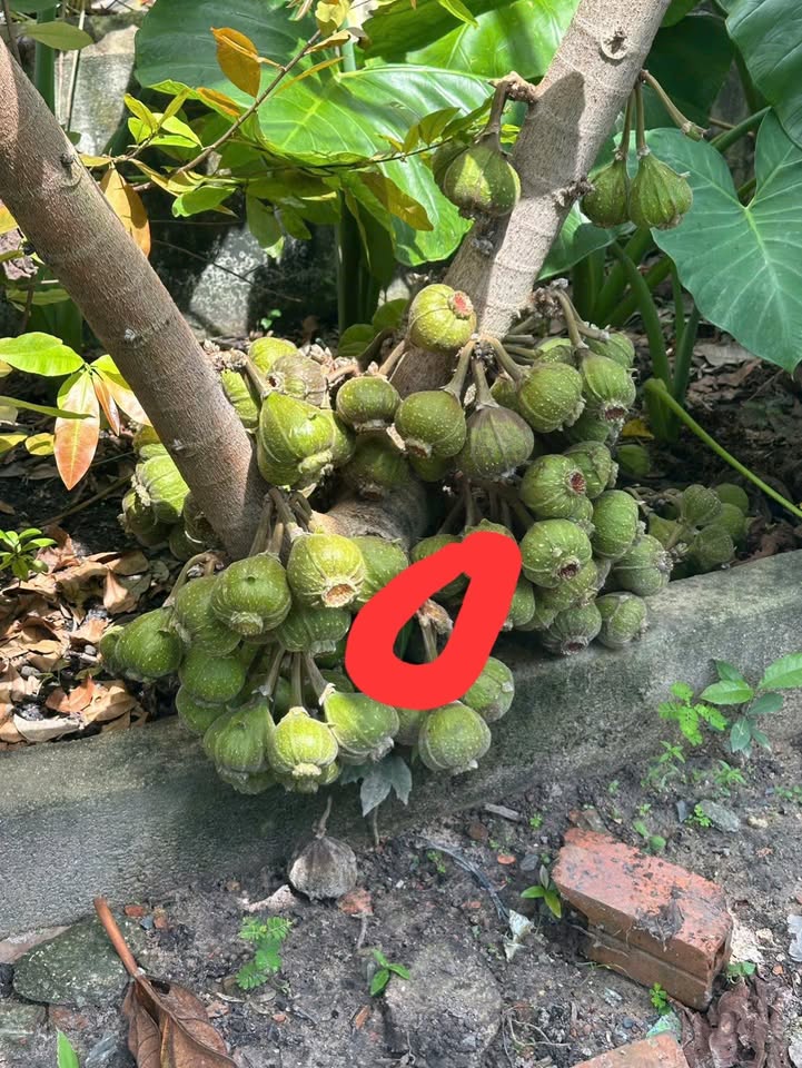 Đất nền Ninh Sơn, Tây Ninh 480m² giá 6.96 tỷ - Khu dân cư đông đúc, tiện lợi!