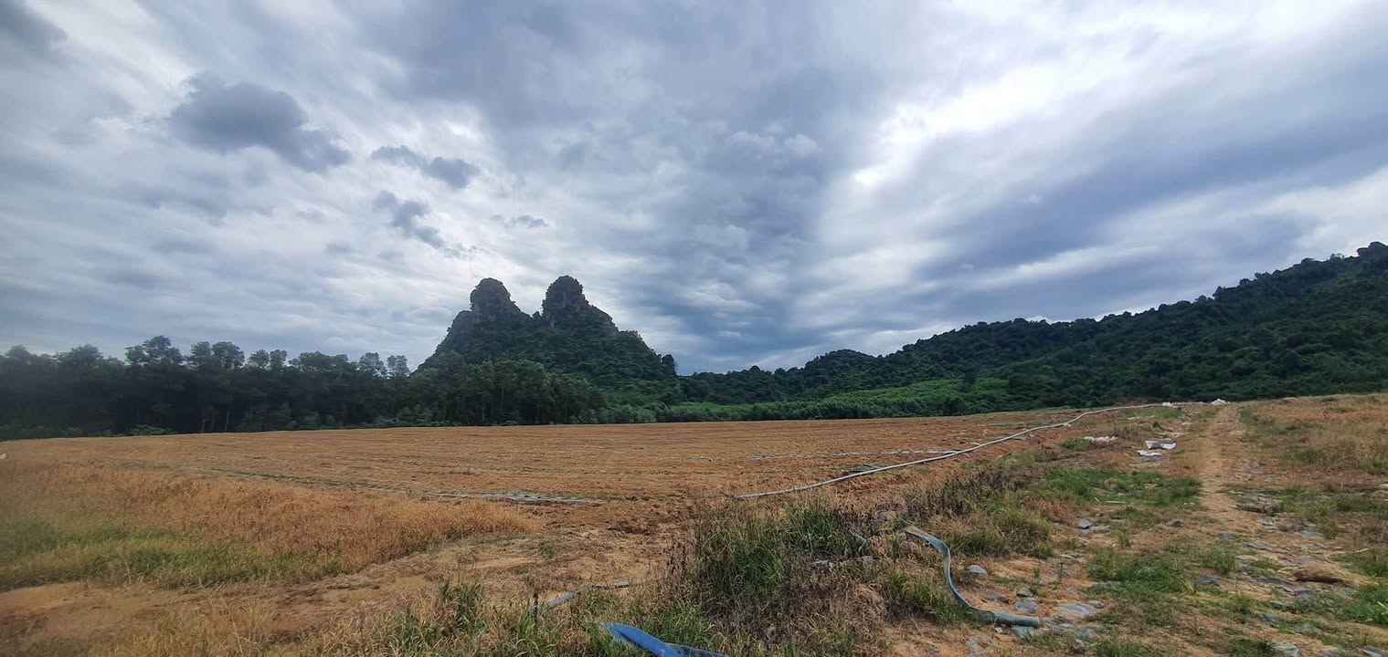 Đất Farm 15ha tại Phong Nha - Mặt tiền đường và suối, cơ hội đầu tư du lịch!